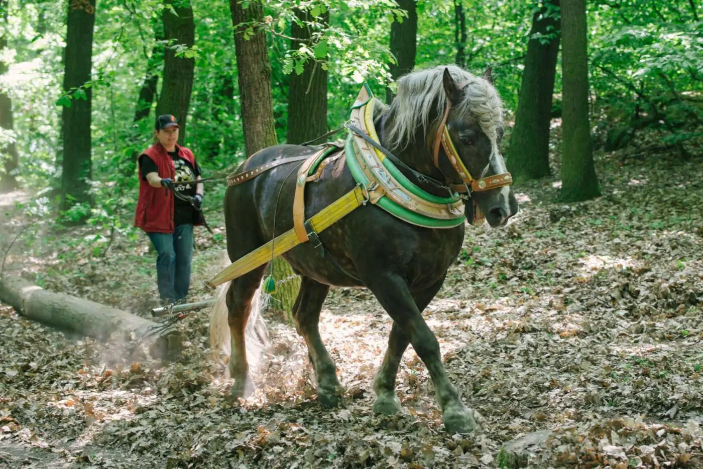 Seznámíte se také s prací koní v lese