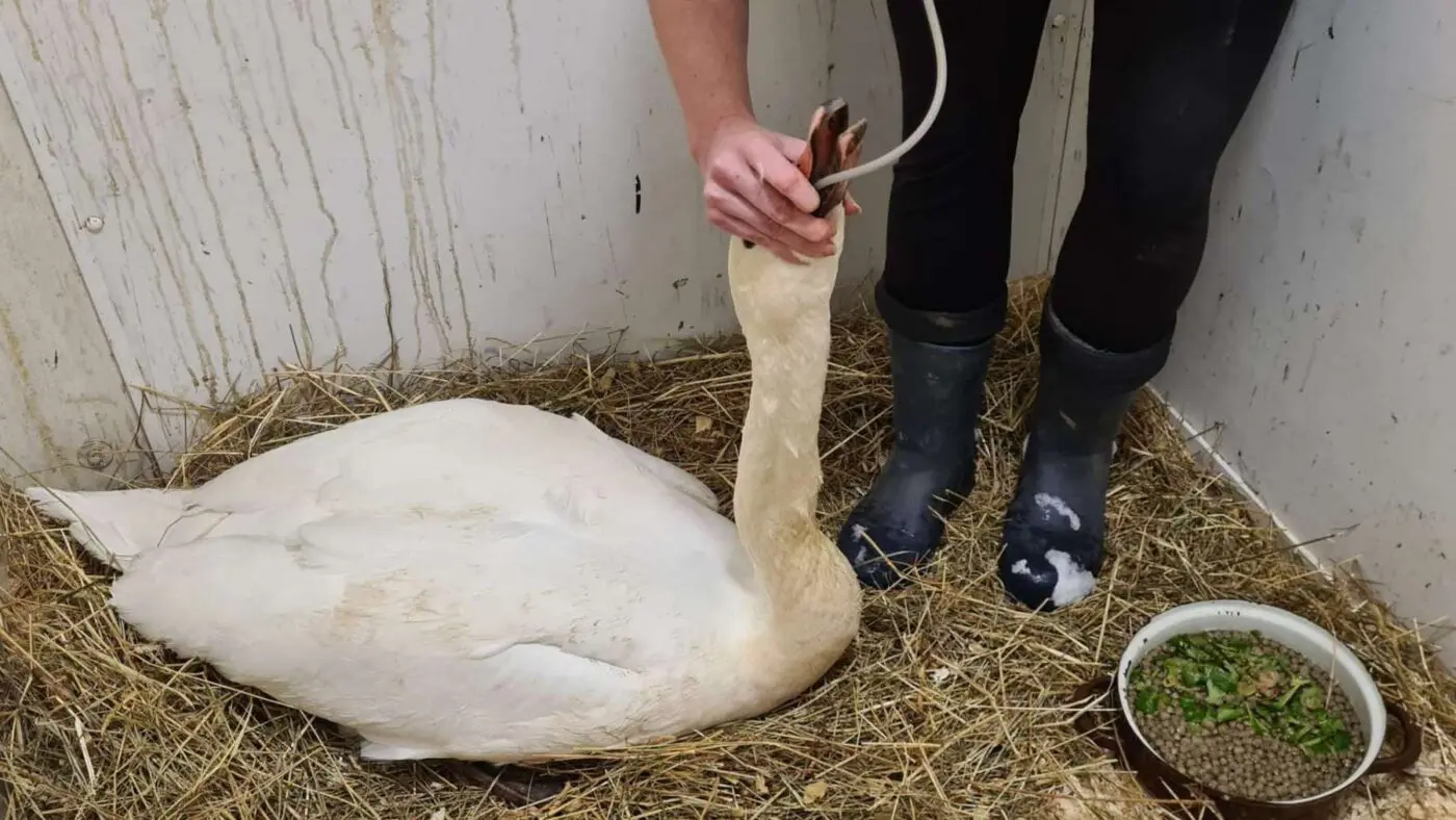 Kotrmelína z Motola. Labuť, které záchranná stanice pomáhala už podruhé