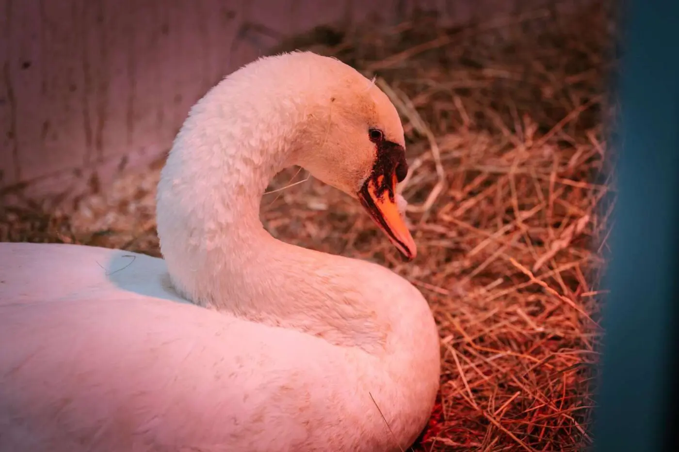 Kotrmelína z Motola. Labuť, které záchranná stanice pomáhala už podruhé