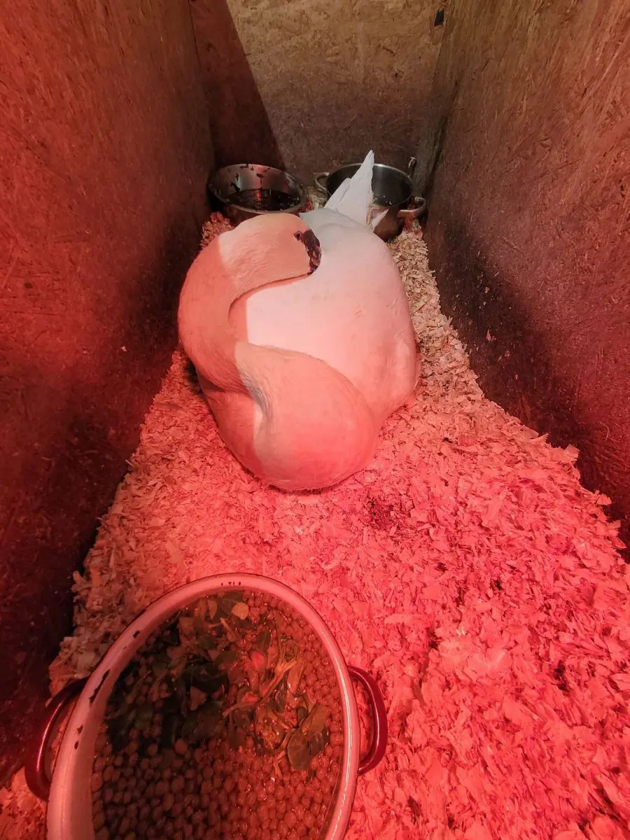 V boxu pod vyhřívací lampou - labuť byla tak slabá, že nedokázala udržet tělesnou teplotu.
