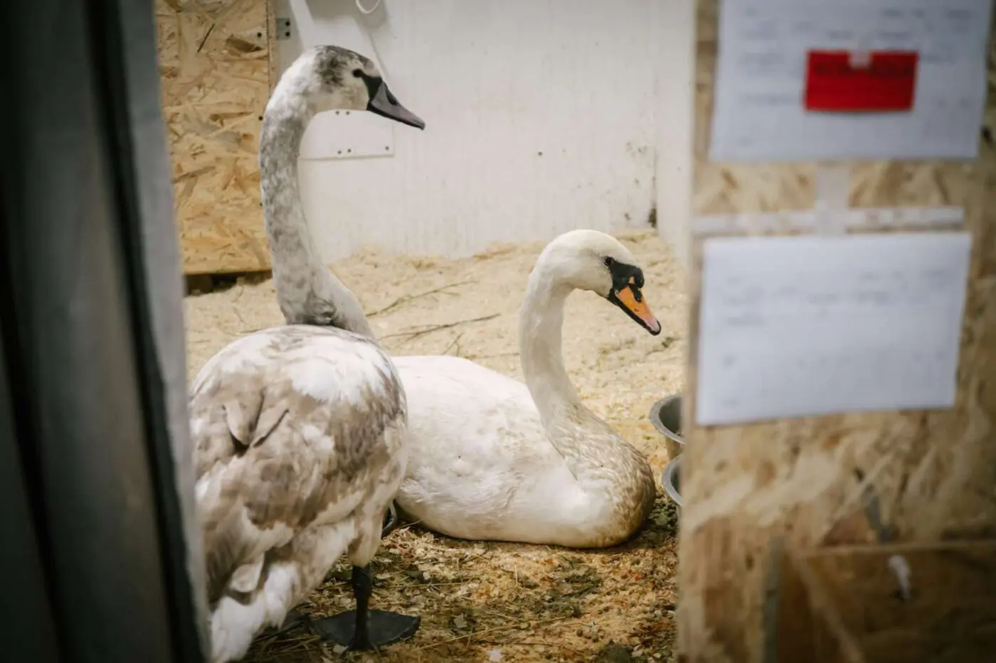 Labutě v nesnázích. Od začátku roku jsme pomohli už 13 labutím