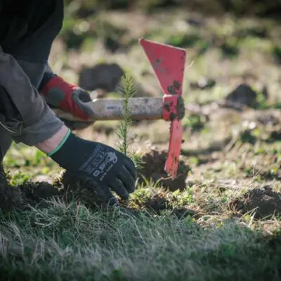 Na jaře v Praze vysadíme přes 90 tisíc stromků. Téměř tři čtvrtiny přijdou do stávajících lesů