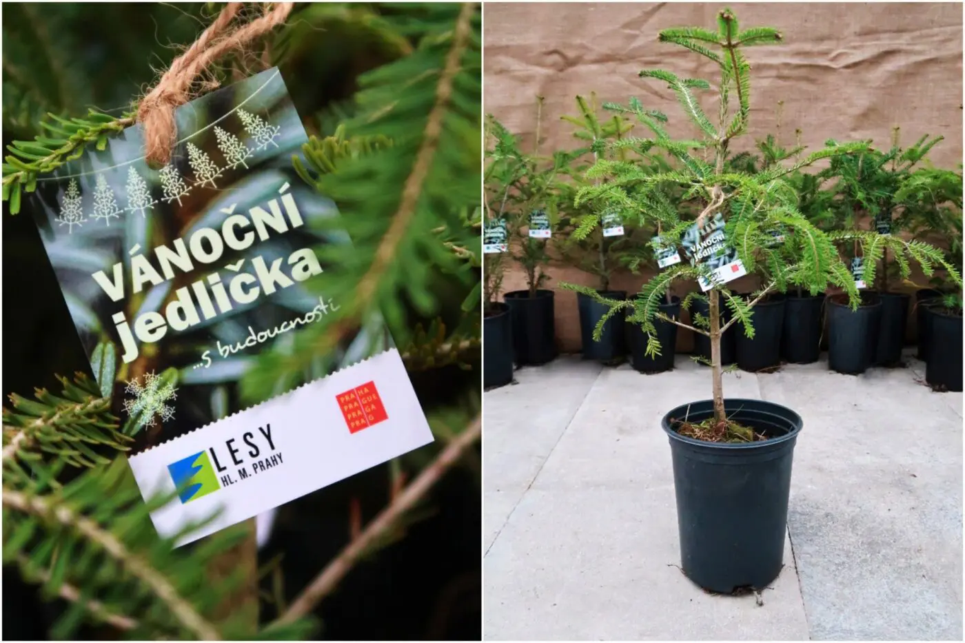 Netradiční, ale s budoucností. To jsou naše vánoční jedličky