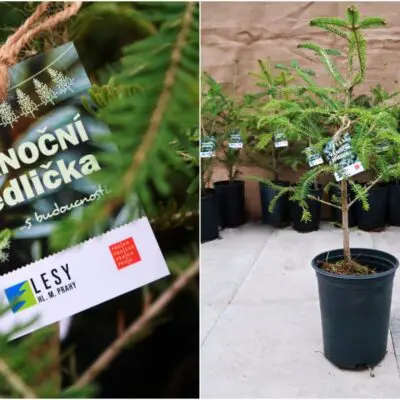 Netradiční, ale s budoucností. To jsou naše vánoční jedličky