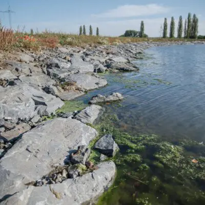 S čím se v létě potýkají pražské rybníky. Zelená voda nemusí znamenat sinice