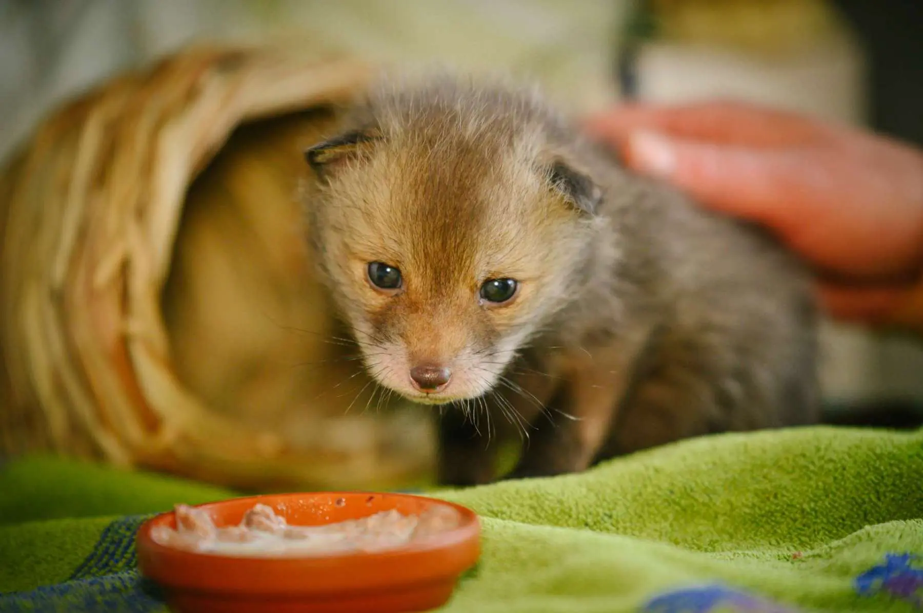 Staví se nový areál, stanice funguje dál. Loni přijala rekordních 5740 pacientů