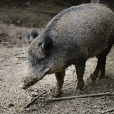 Divočák aneb prase v lese. Výtvarná soutěž na jaro
