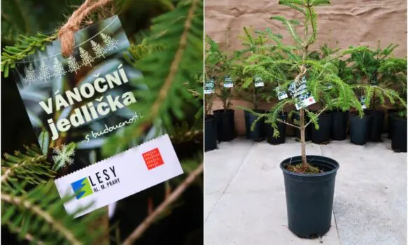 Už počtvrté si u nás můžete pořídit vánoční stromek, který má budoucnost
