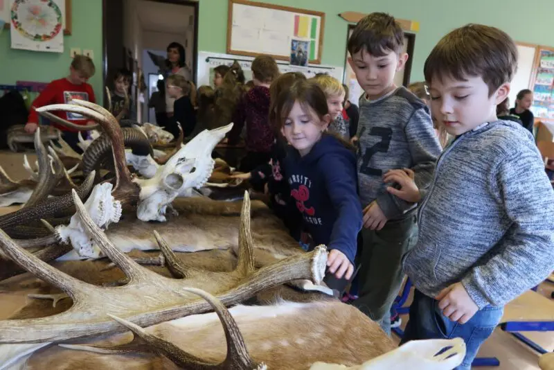 Povídání o zvěři – býložravci