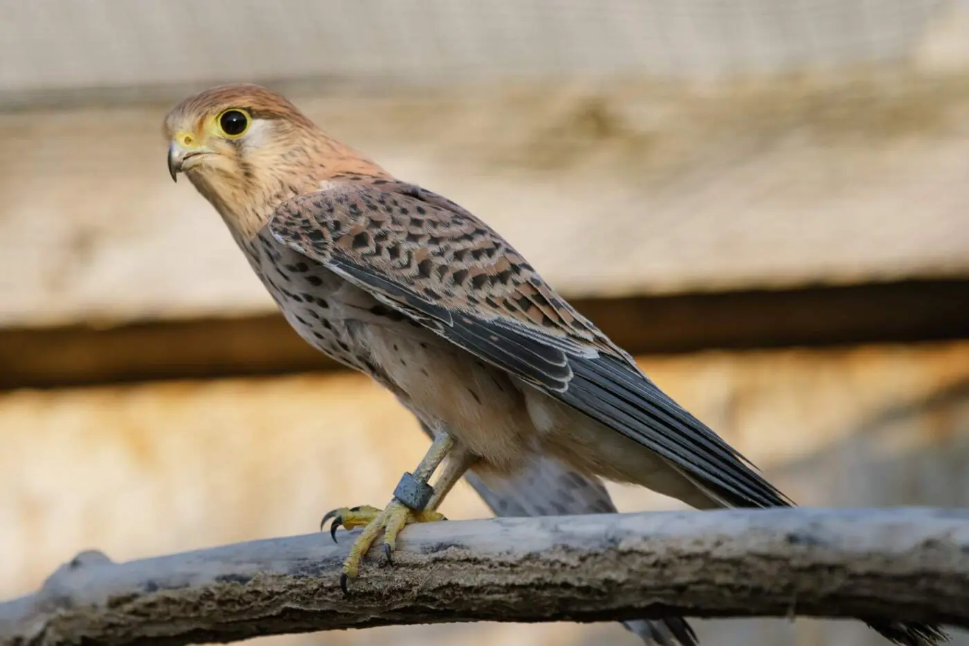 Common kestrel – Porthos