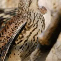 Poštolka obecná – Athos - Obrázek 2