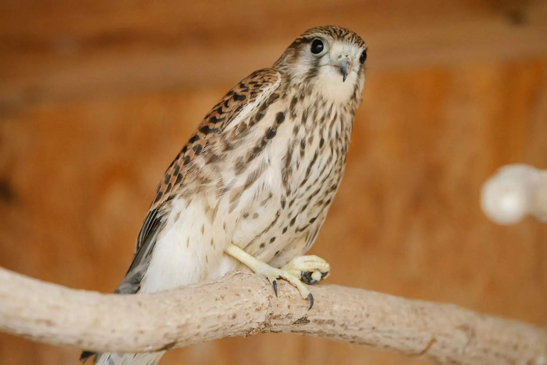 Common kestrel – Porthos - Image 3