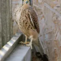 Poštolka obecná – Athos - Obrázek 6