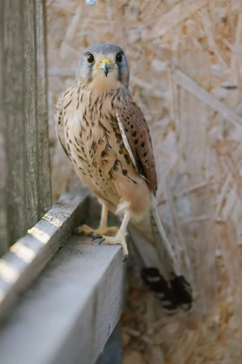 Common kestrel – Porthos - Image 6
