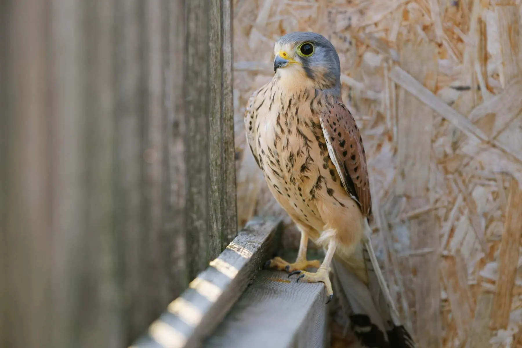 Common kestrel – Porthos - Image 4