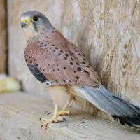 Poštolka obecná – Athos - Obrázek 5