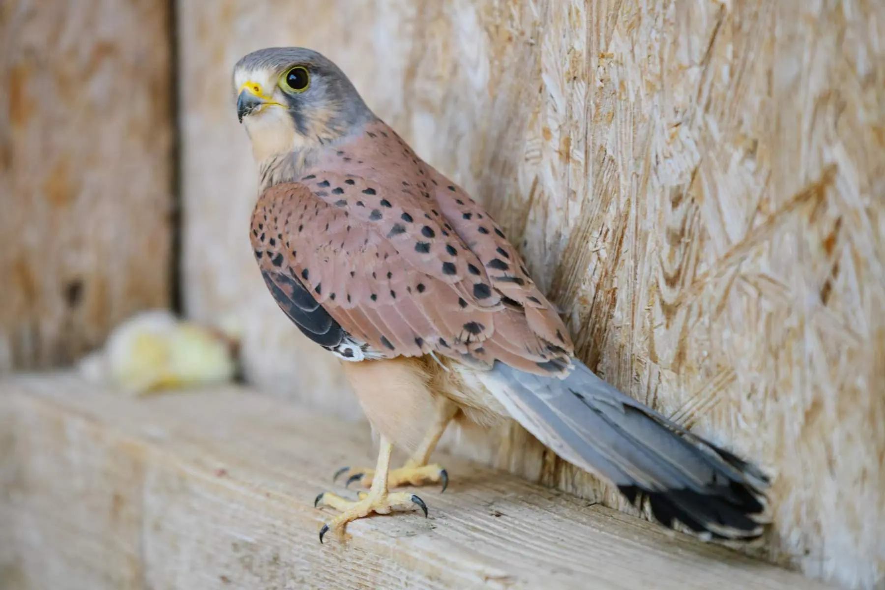 Common kestrel – Porthos - Image 5