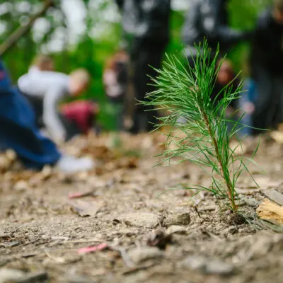 Loni jsme vysadili přes 290 tisíc sazenic lesních dřevin a to především na nových původně nelesních plochách. Při zakládání nových lesů jsme opět zapojili i školy
