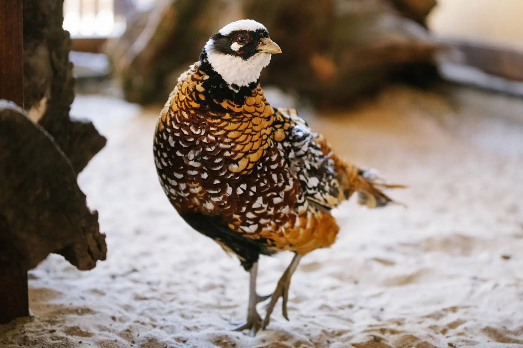 Pheasants - Image 5