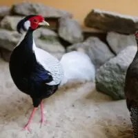 Bažanti - Obrázek 3