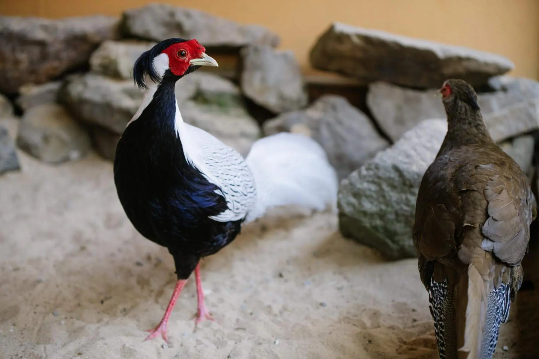 Pheasants - Image 3