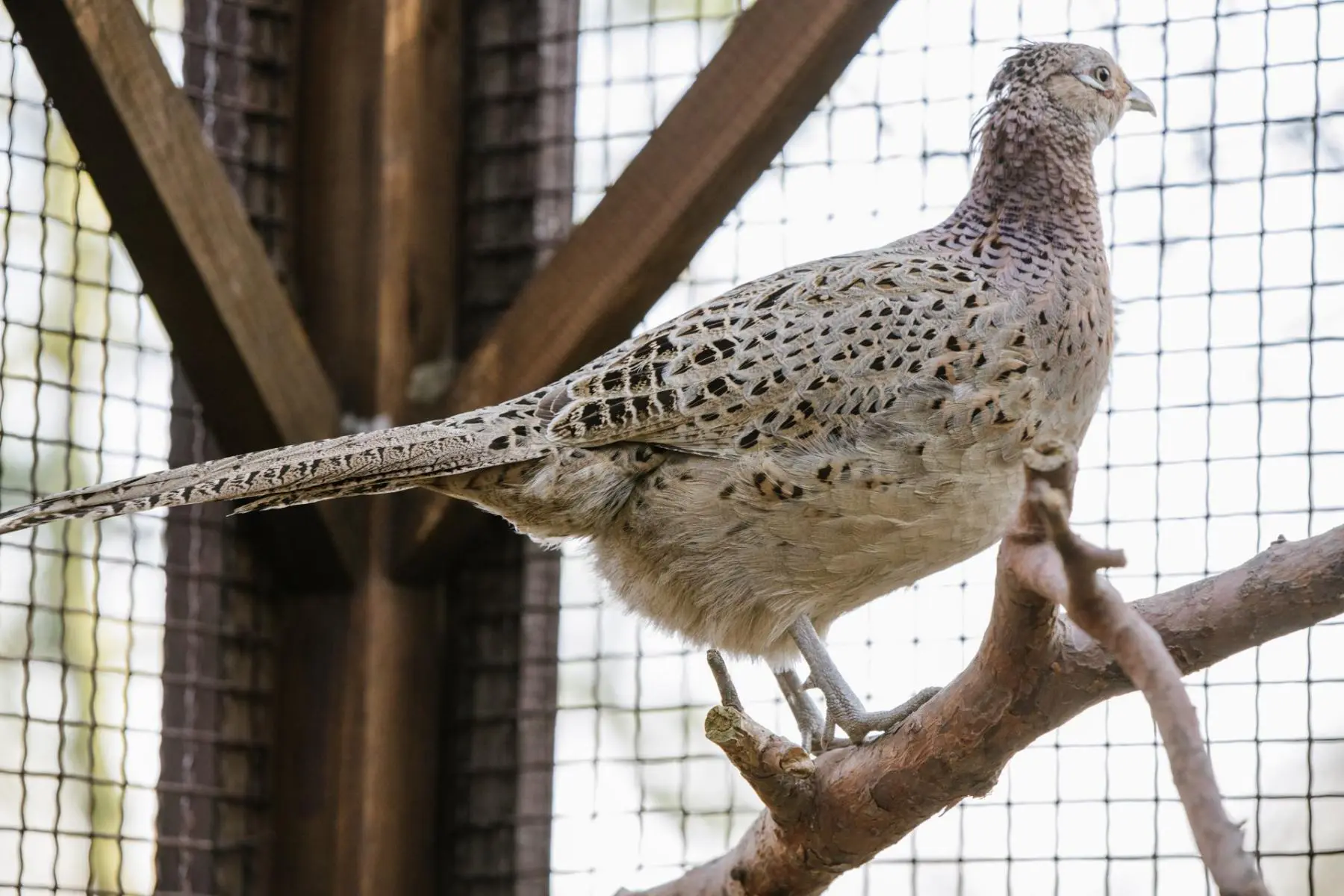 Lady Amherst’s pheasant – Ludvík, common pheasant – Leontýnka - Image 3