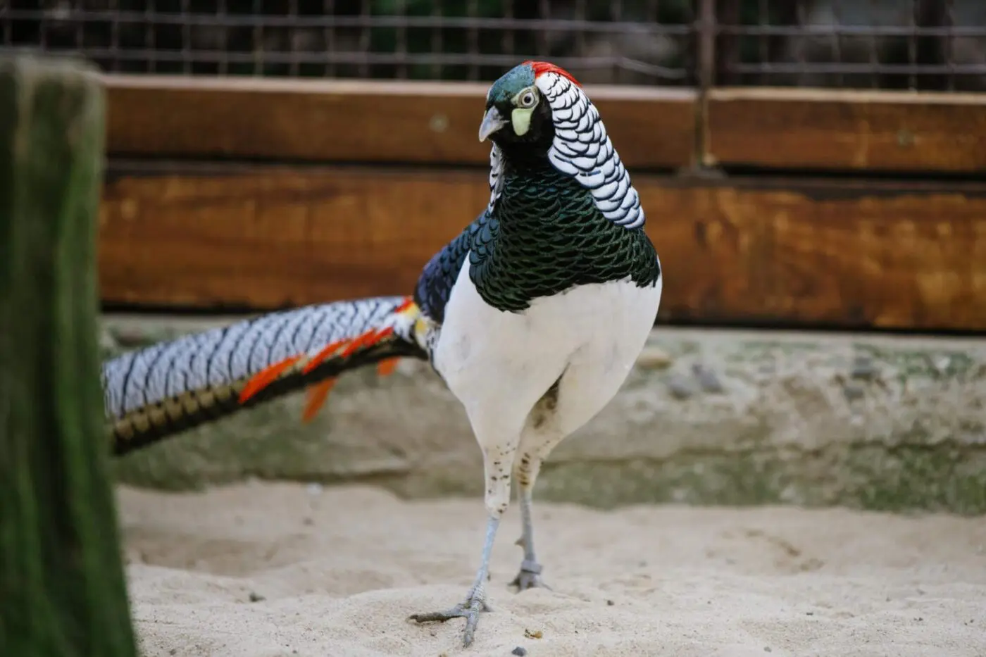 Lady Amherst’s pheasant – Ludvík, common pheasant – Leontýnka