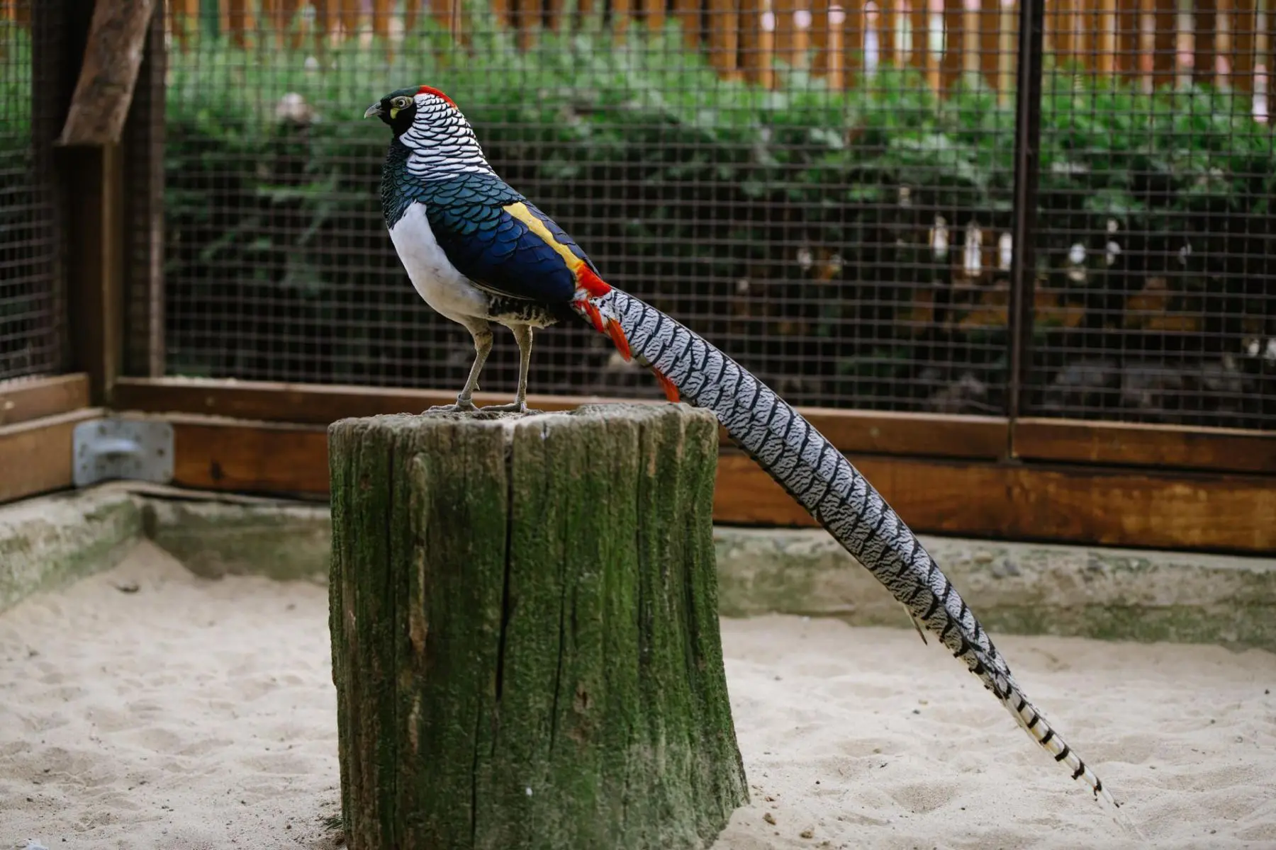 Lady Amherst’s pheasant – Ludvík, common pheasant – Leontýnka - Image 2