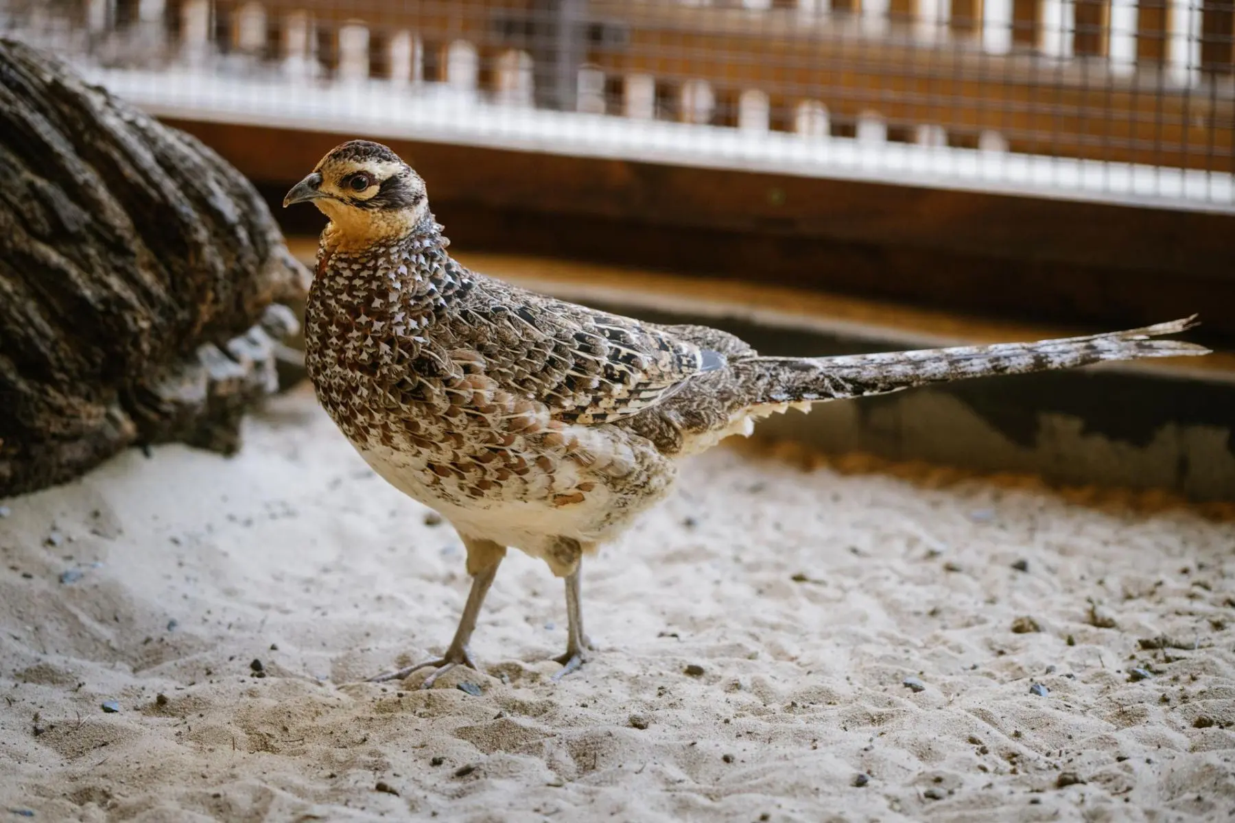 Pheasants - Image 6