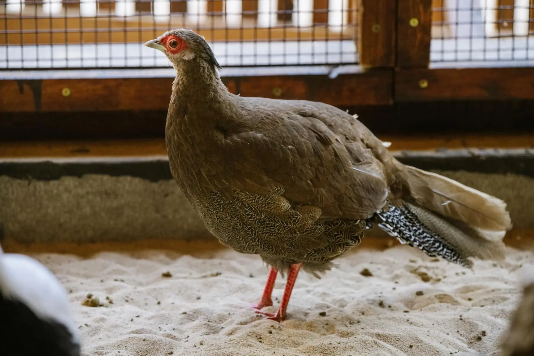Pheasants - Image 4