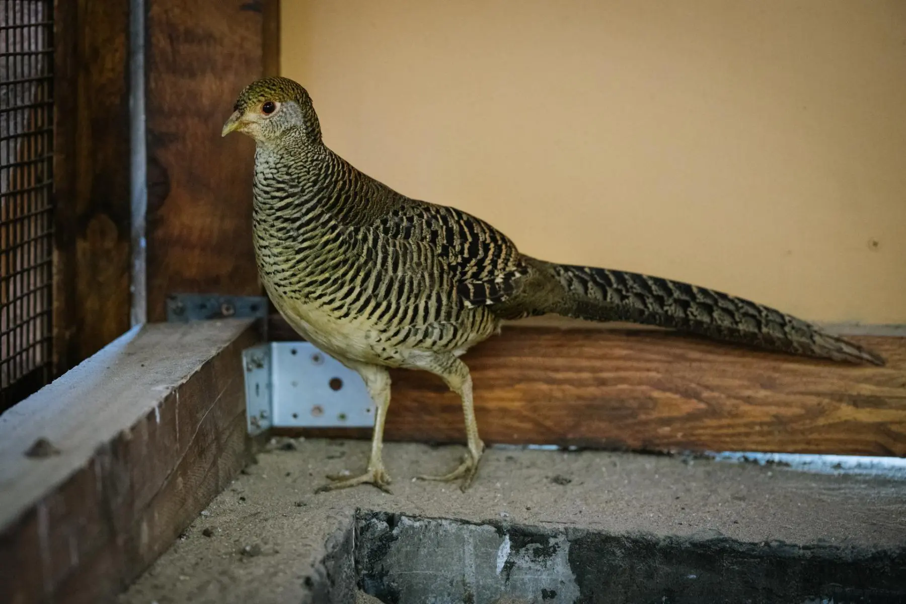 Pheasants - Image 2