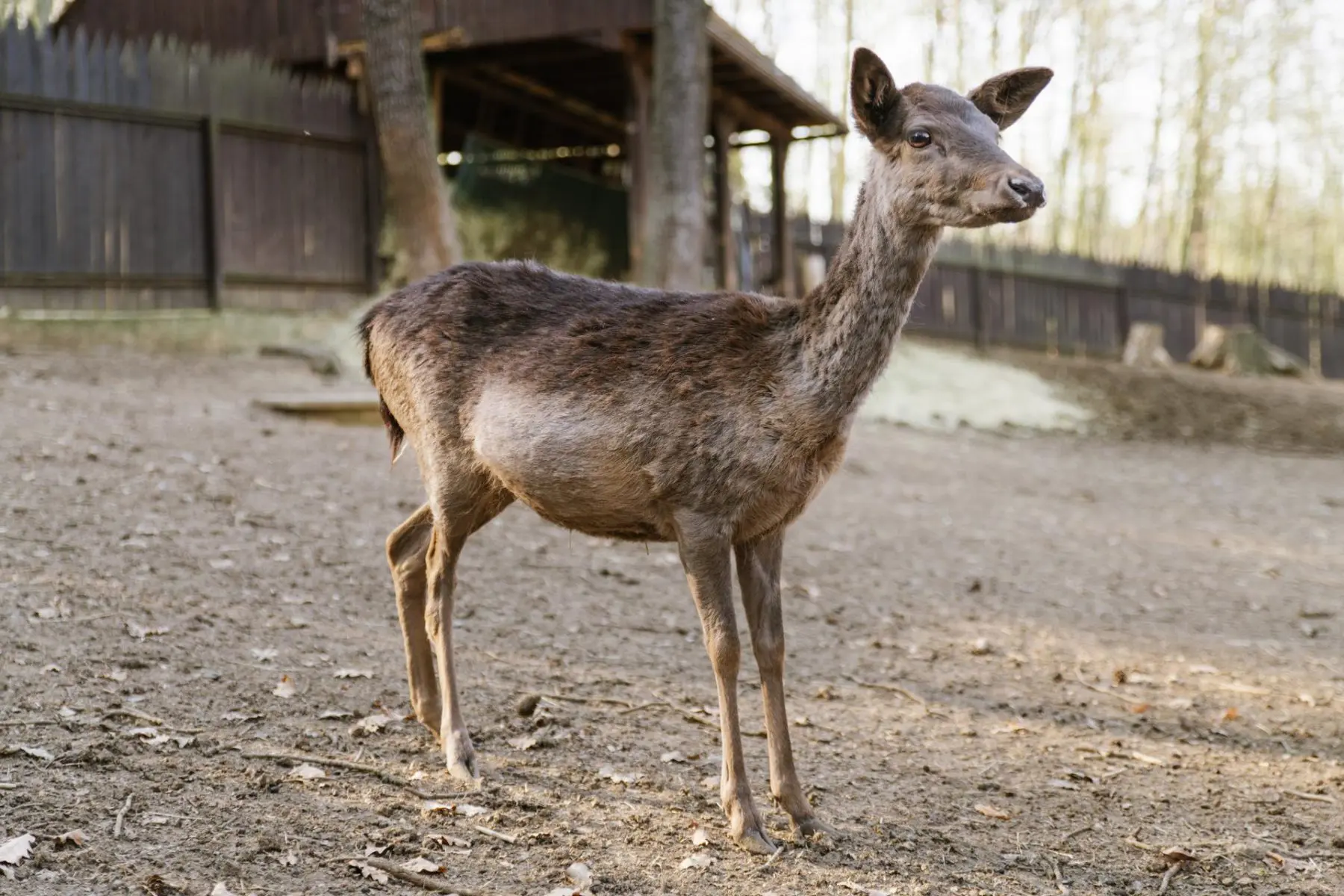 Fallow deer – Eliot and the two Black Sisters - Image 6