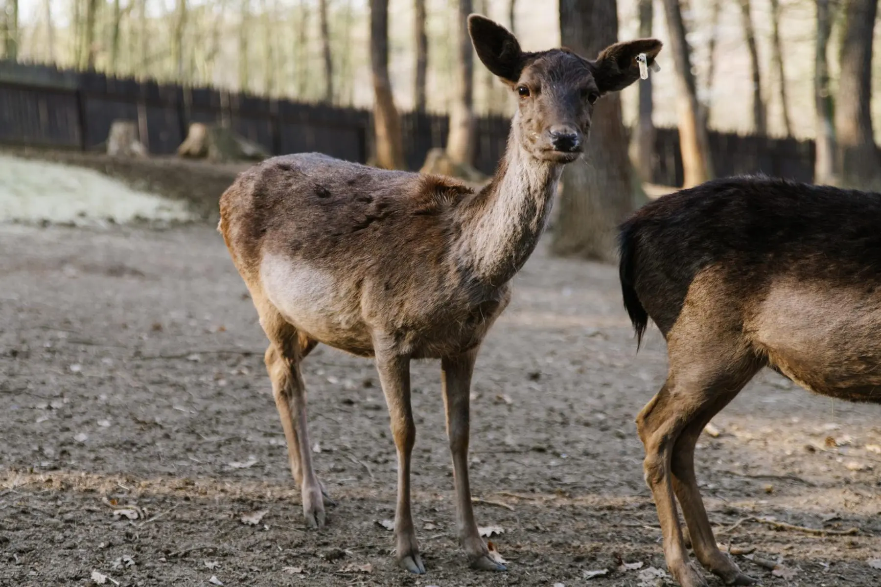 Fallow deer – Eliot and the two Black Sisters - Image 7