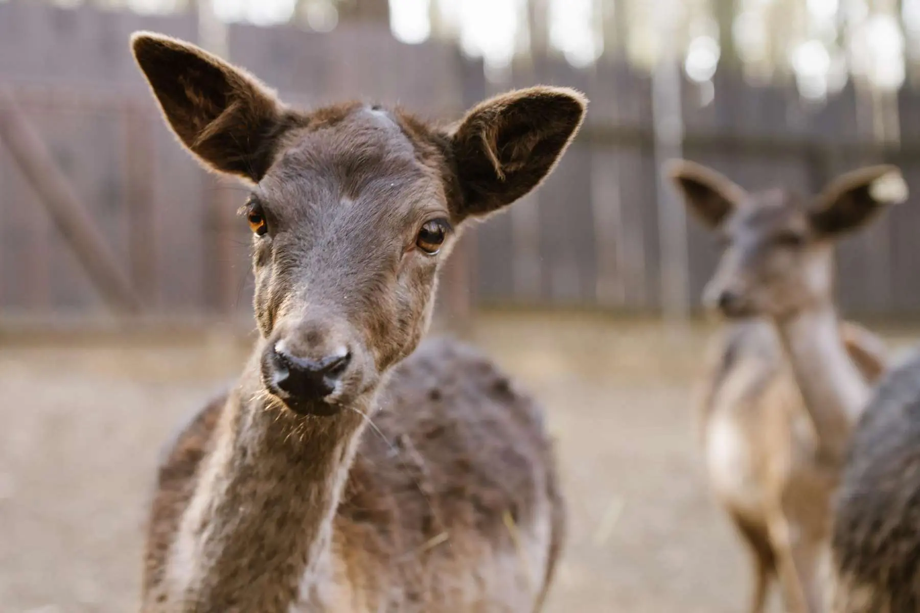 Fallow deer – Eliot and the two Black Sisters - Image 8