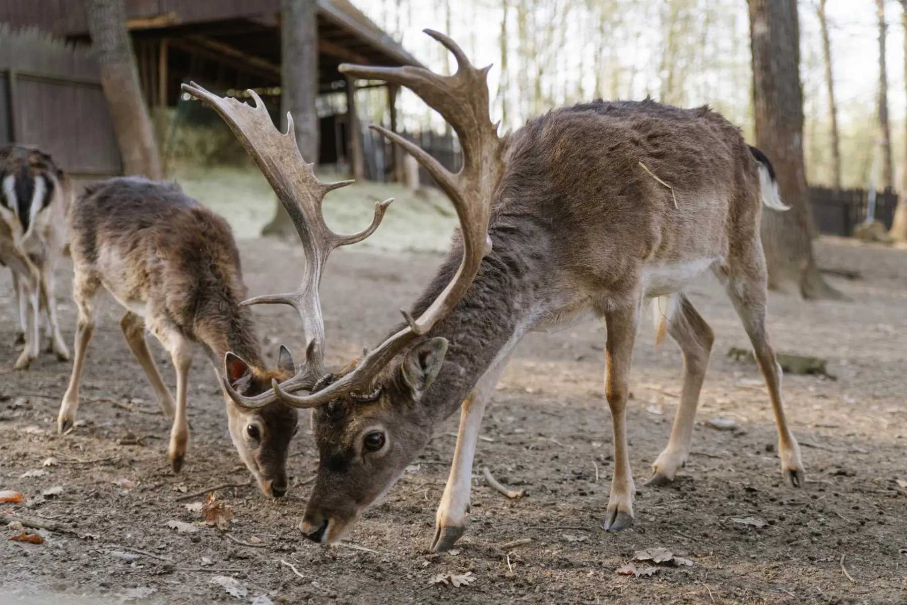 Fallow deer – Eliot and the two Black Sisters - Image 3