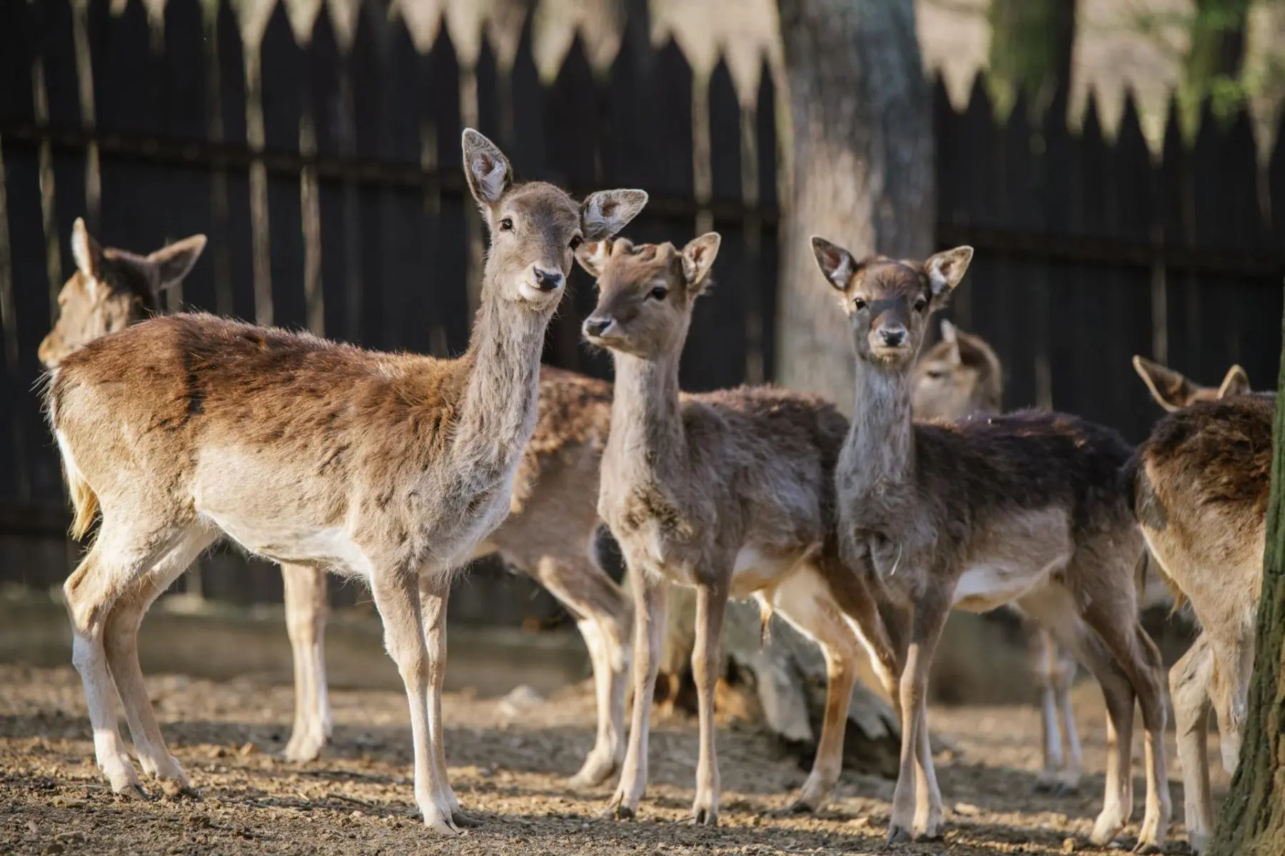 Daněk evropský – Dvě černé daněly, Eliot a Esmeralda