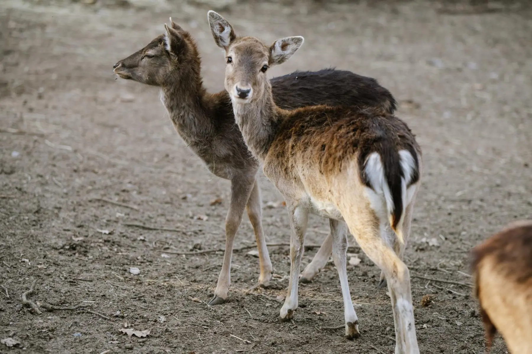 Fallow deer – Eliot and the two Black Sisters - Image 5