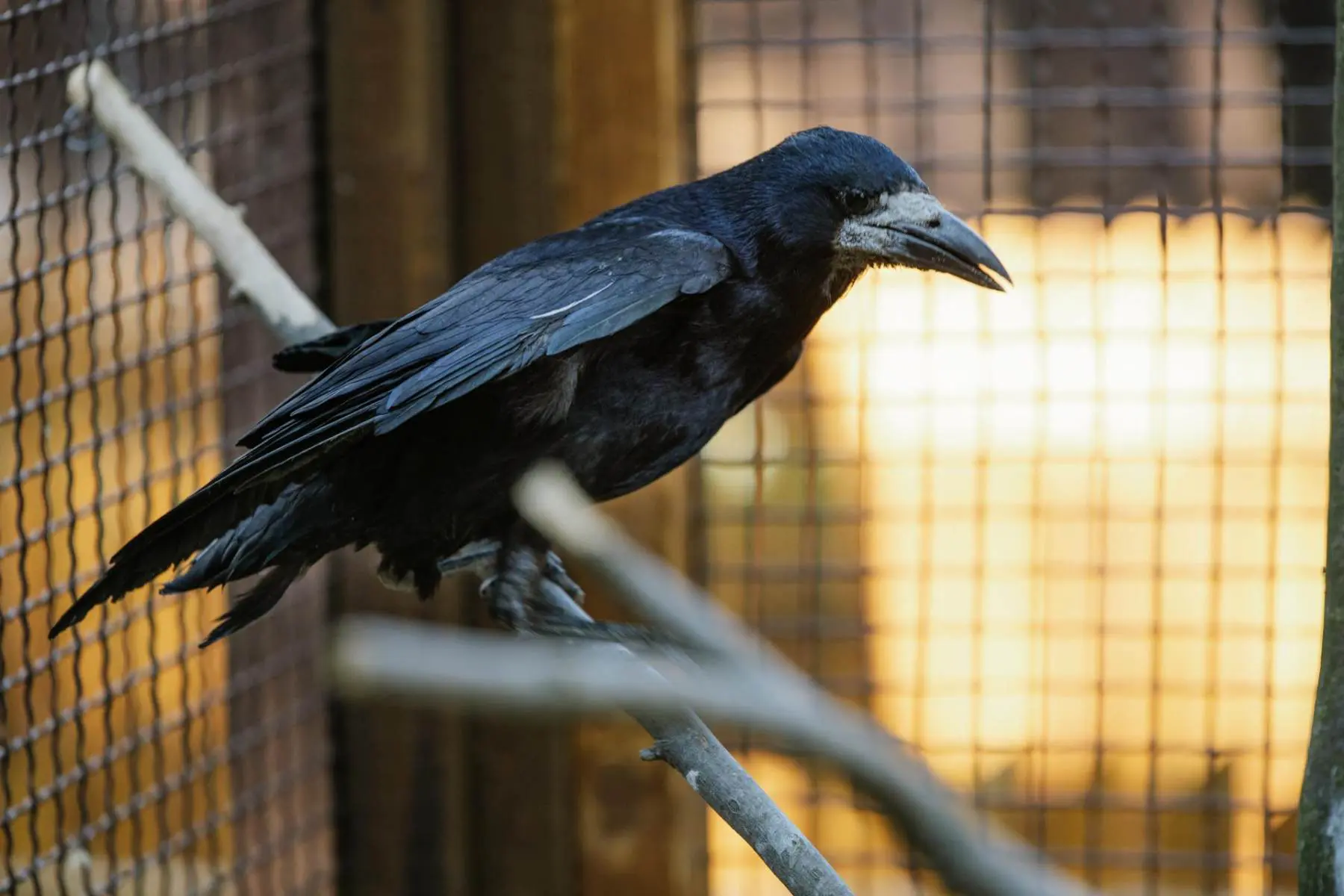 Rook – the two mates Padák and Kamikaze - Image 2