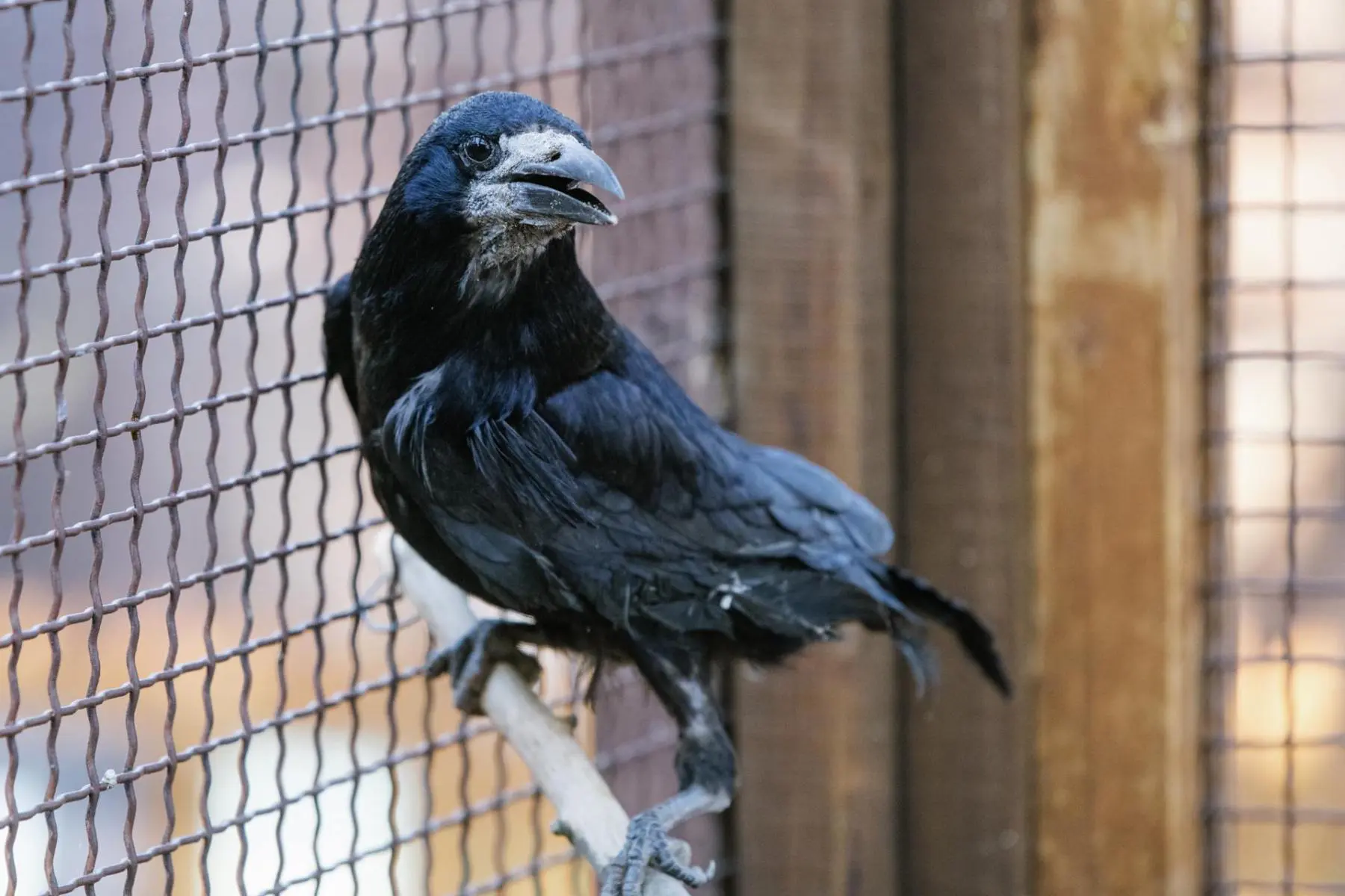 Rook – the two mates Padák and Kamikaze - Image 3