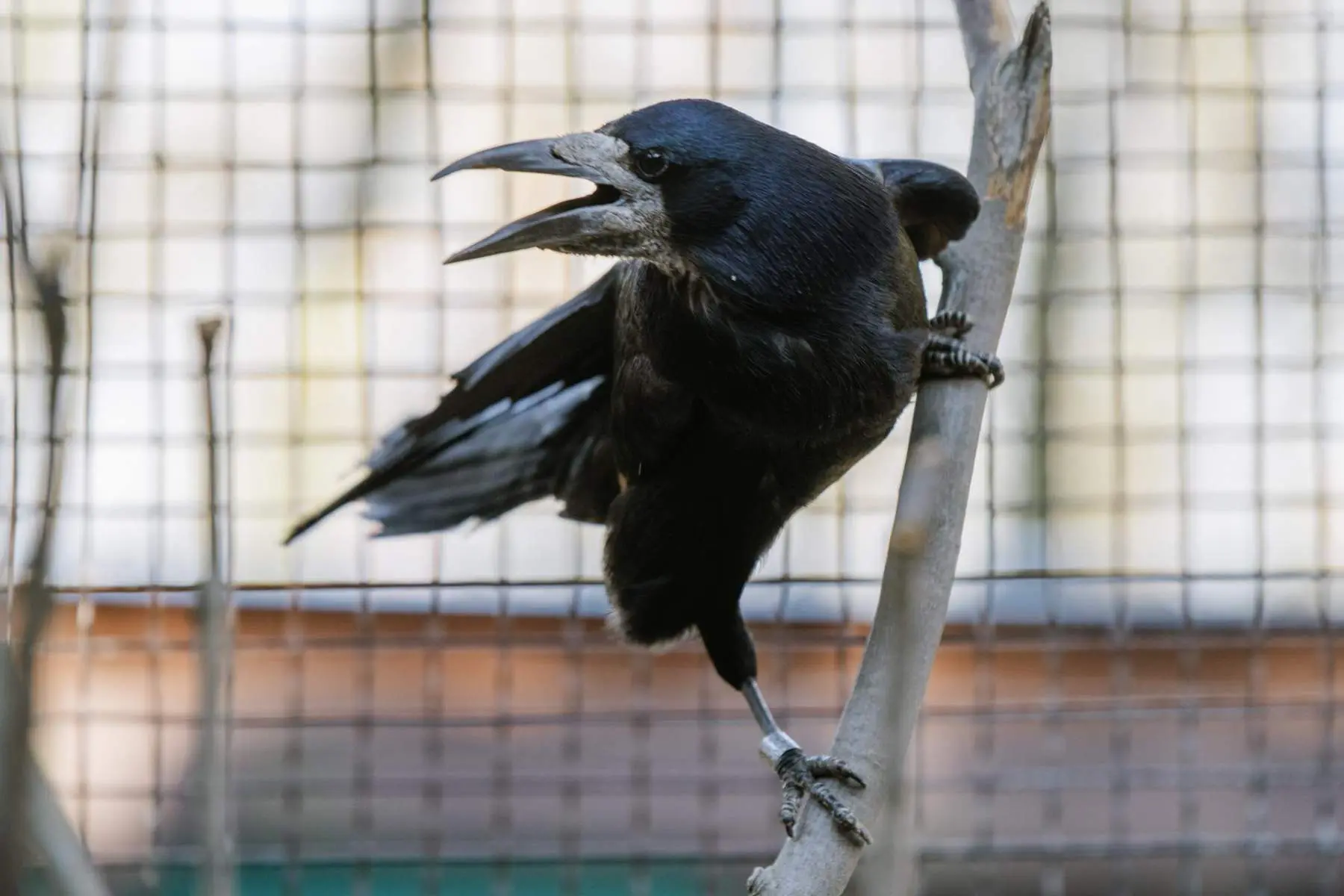 Rook – the two mates Padák and Kamikaze - Image 4