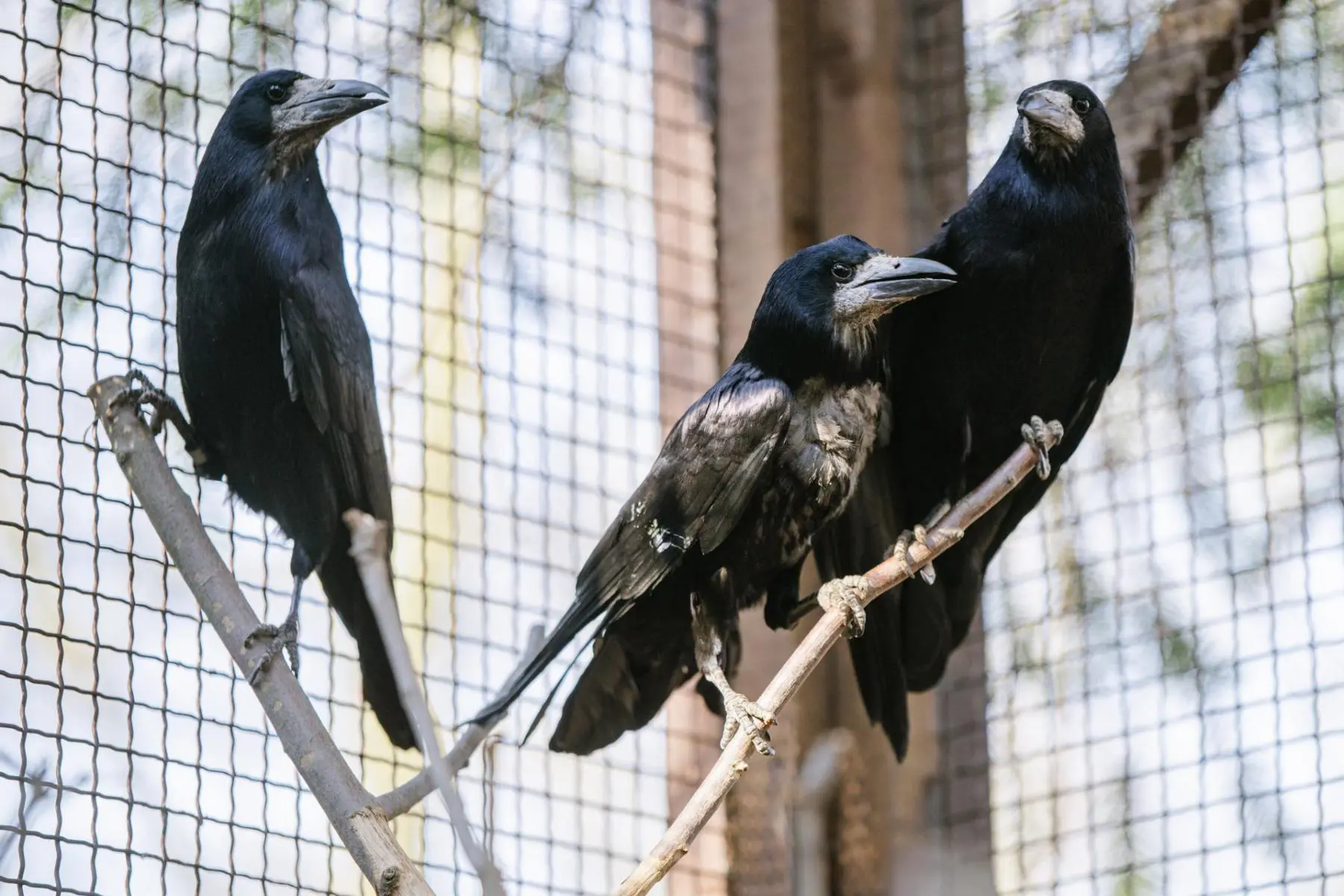 Rook – the two mates Padák and Kamikaze - Image 5