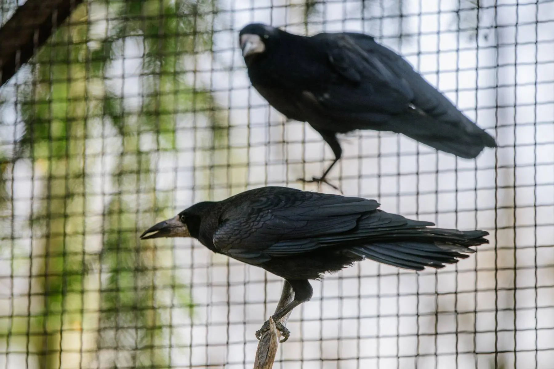 Rook – the two mates Padák and Kamikaze - Image 6