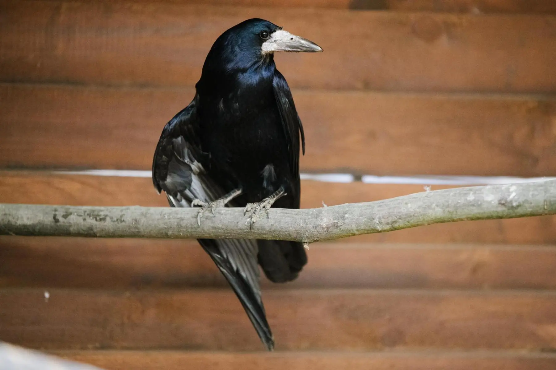 Rook – the two mates Padák and Kamikaze - Image 7