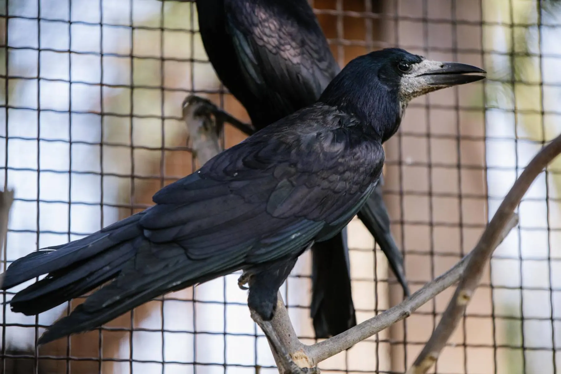 Rook – the two mates Padák and Kamikaze - Image 8