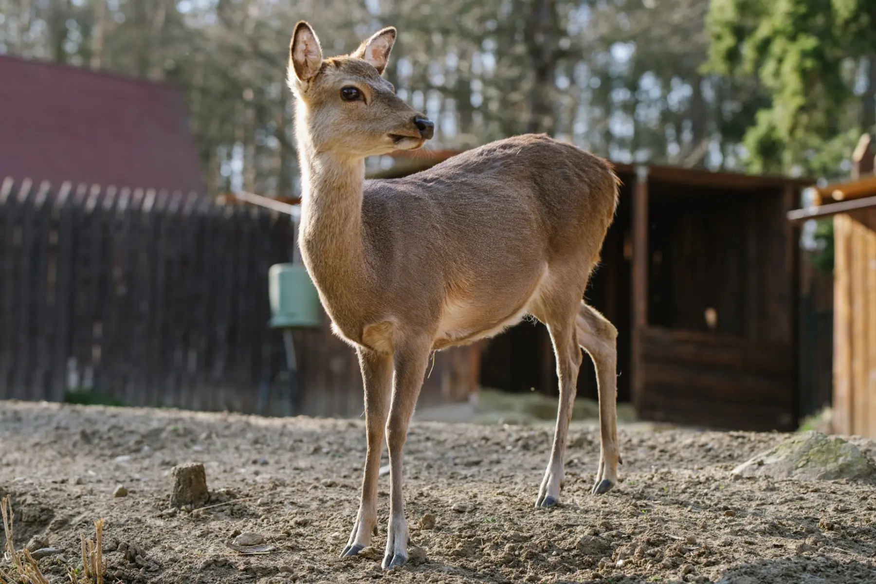 Sika deer – Baruška, Jelen and Babča - Image 4