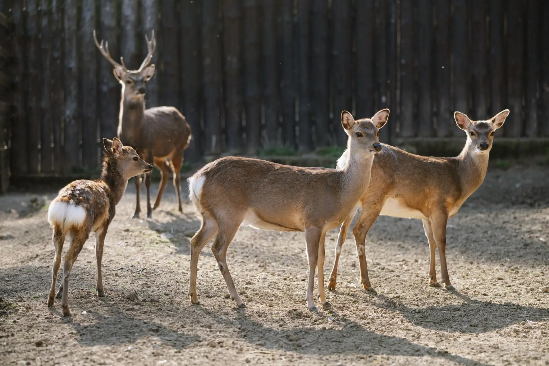 Sika deer – Baruška, Jelen and Babča - Image 2