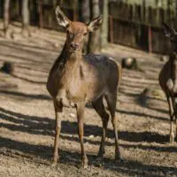 Jelen evropský – laň Lenka - Obrázek 4