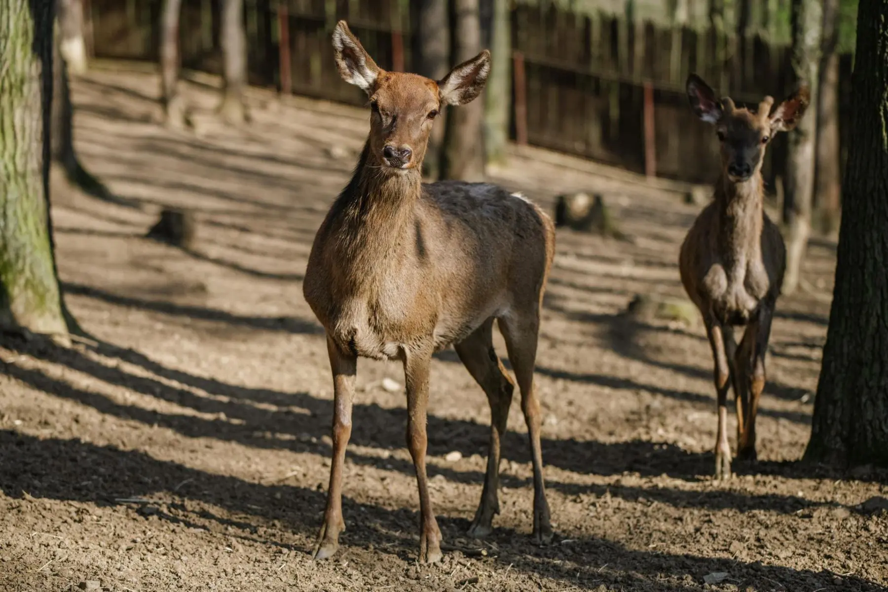 Red deer – Lenka the hind - Image 4