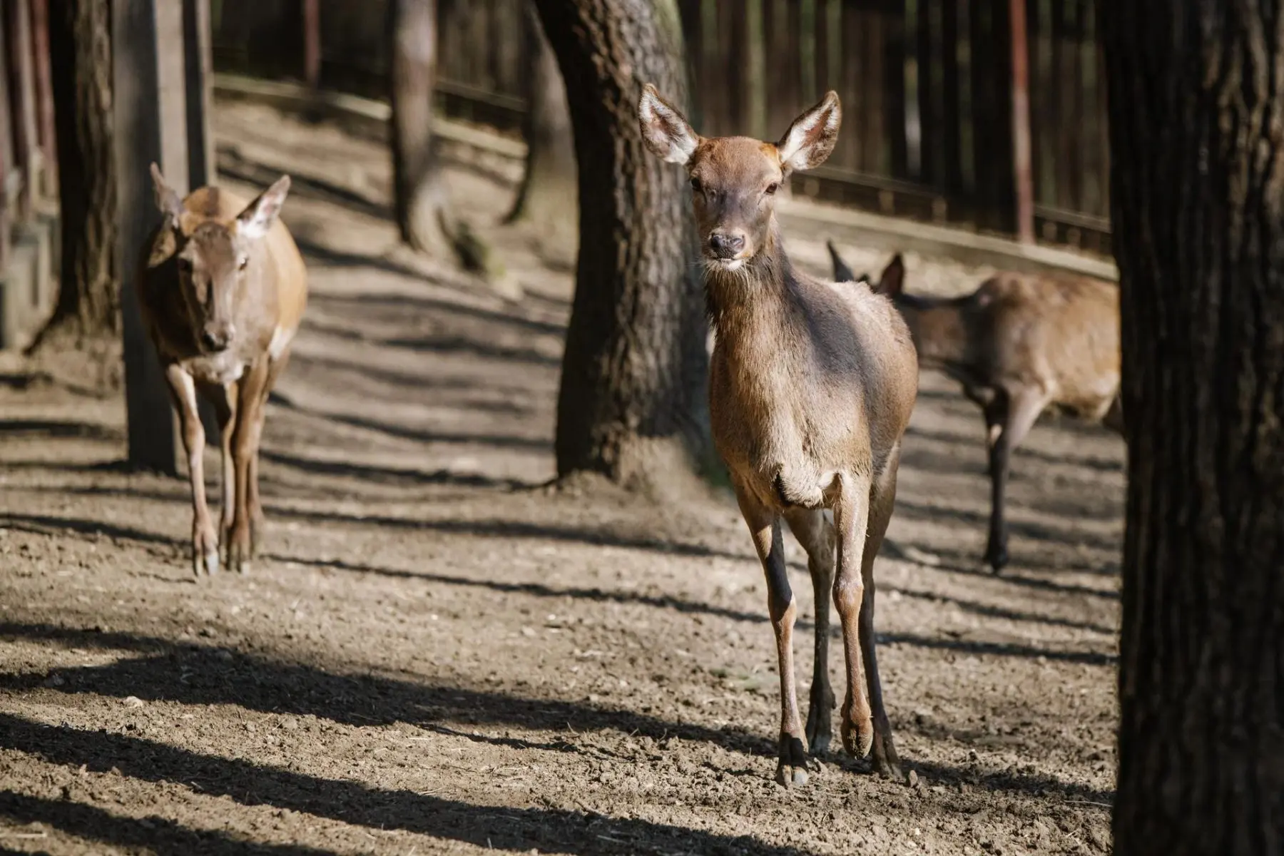 Red deer – Lenka the hind - Image 3