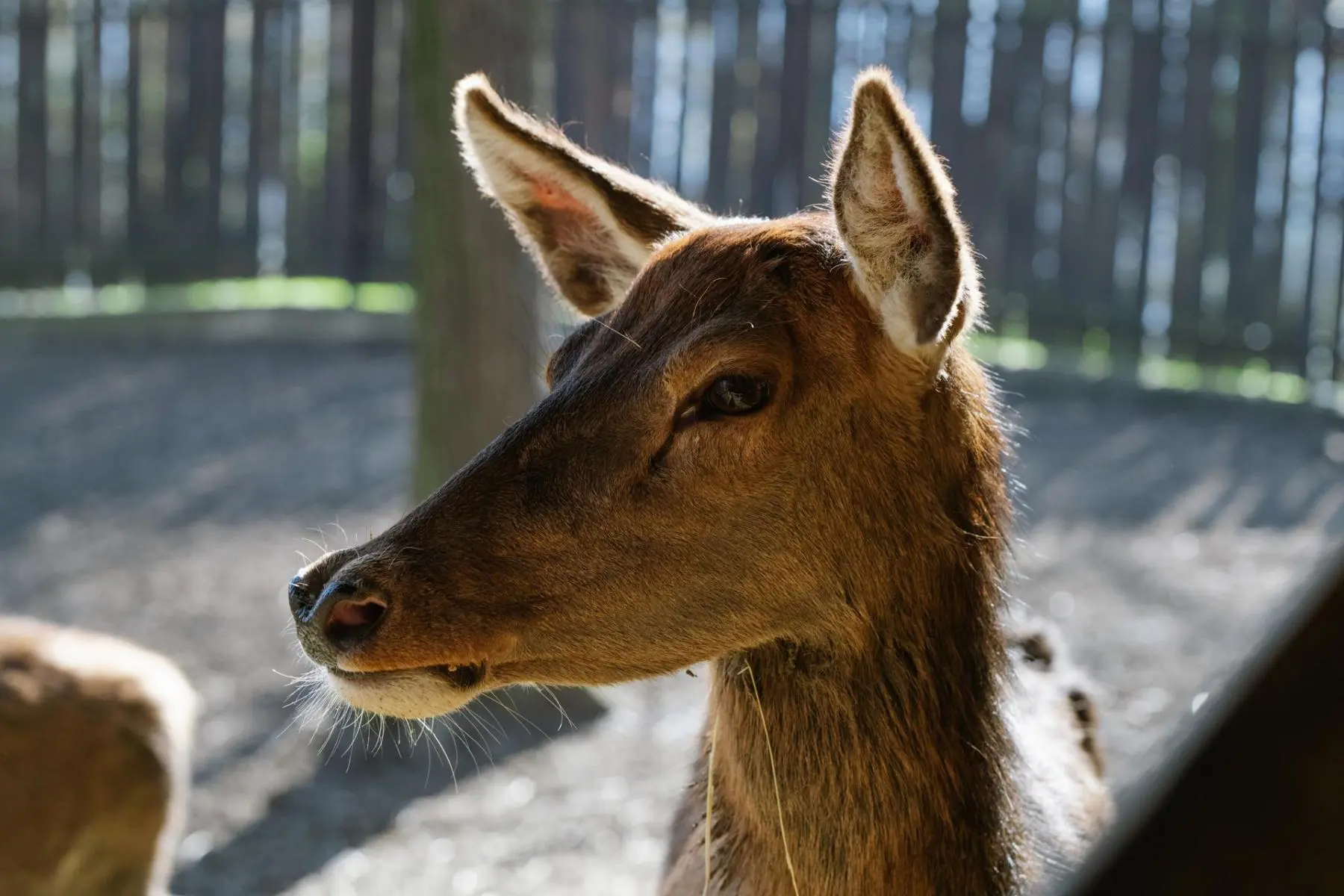 Red deer – Lenka the hind - Image 2